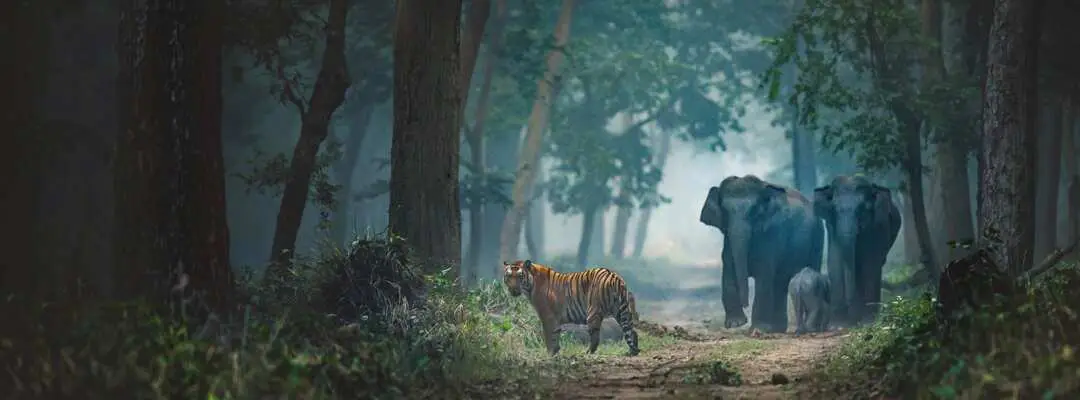 Wildlife in India