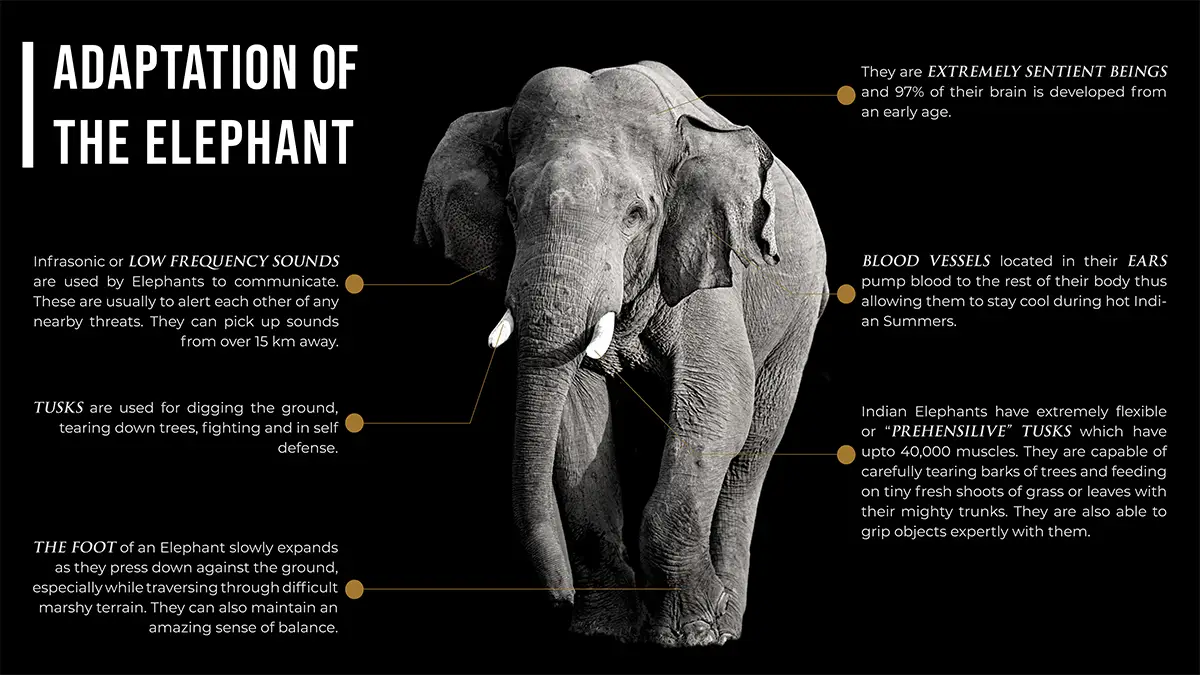 Project Elephant - Elephant Adaptations