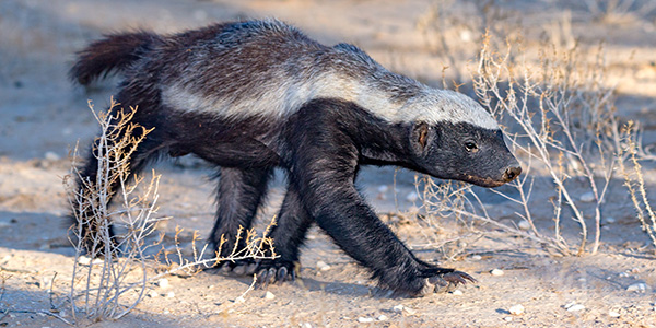 Honey Badger - Ranthambore Species