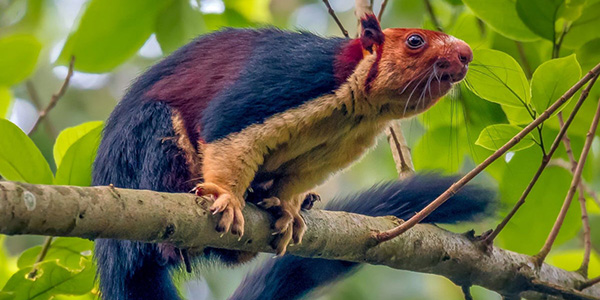 Indian Giant Squirrel - Satpura Species