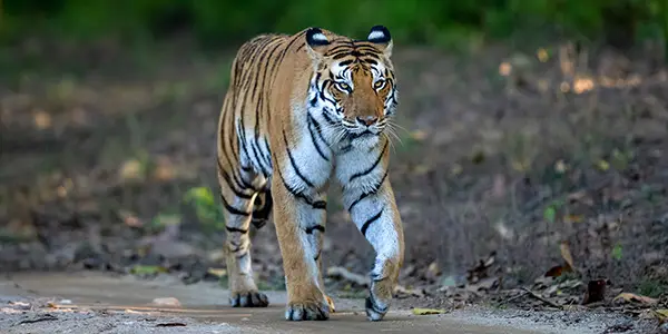 Tigress walking in Kanha