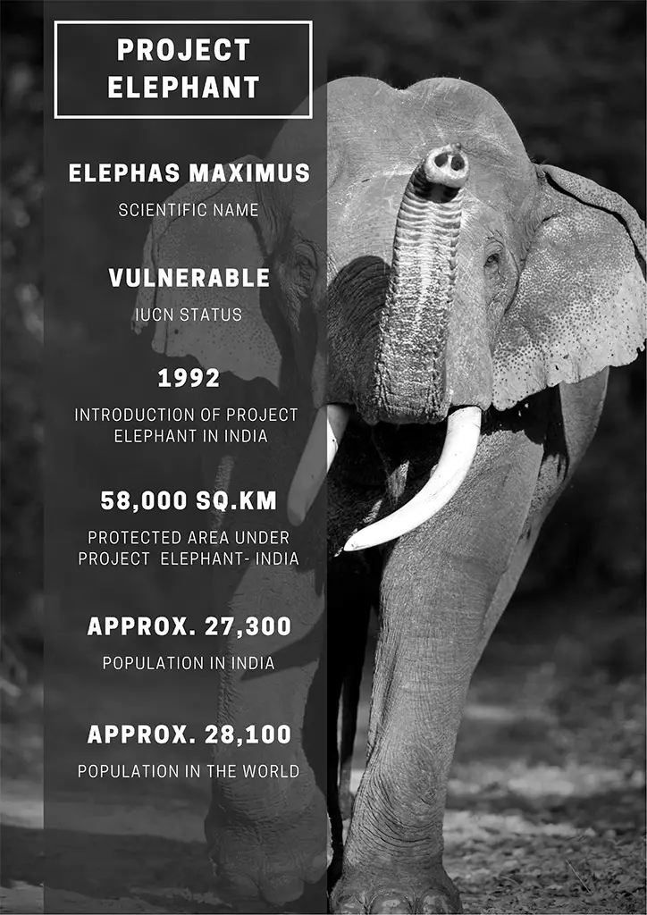 Project Elephant - A Comprehensive Guide on Asian Elephants
