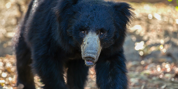 Sloth Bear - SANJAY DUBRI SPECIES