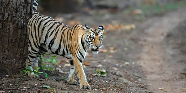 Tiger - luxury tiger safari india