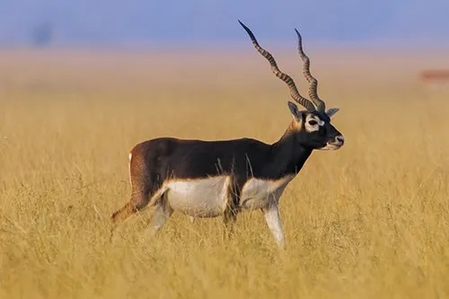 Black Buck - 1