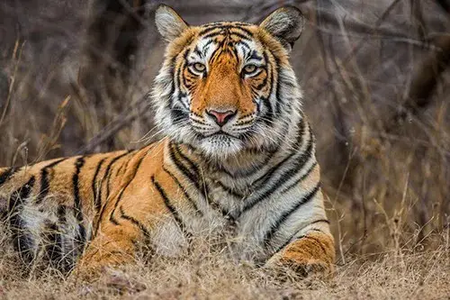 Tiger in india