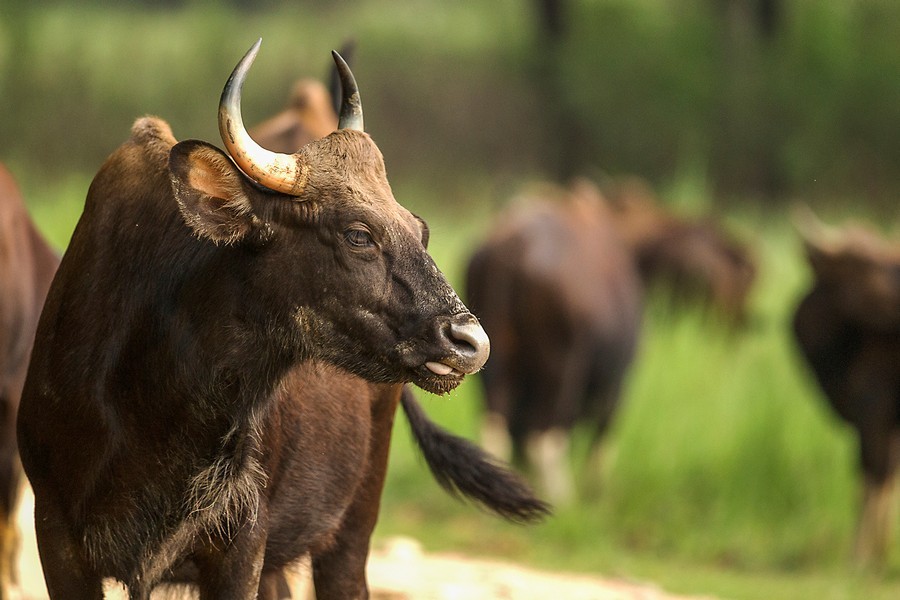 Indian Bison