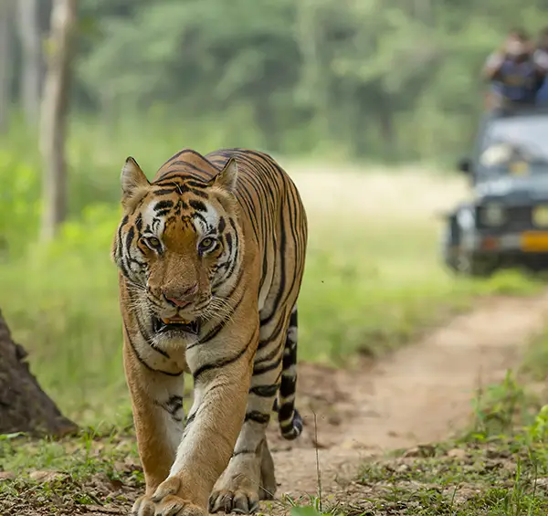 tiger safari tours in India