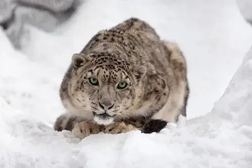 Snow Leopard 02