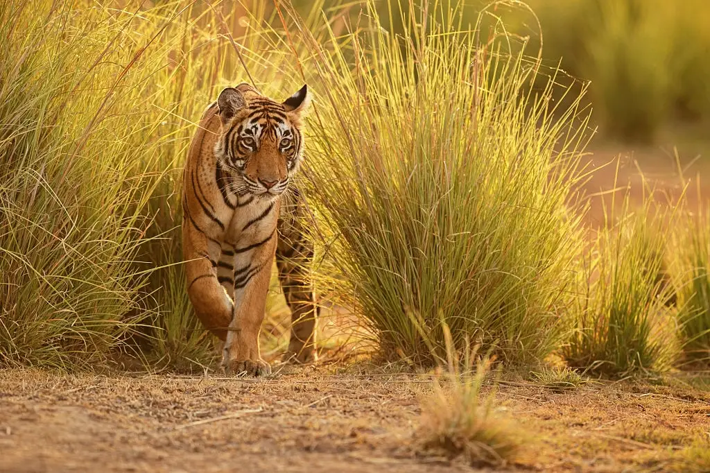 tiger safari in india