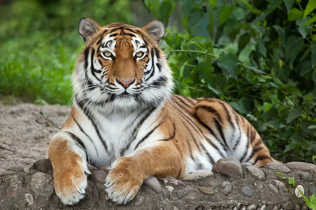 Bengal Tiger Vs Siberian Tiger Comparison - Nature Safari India