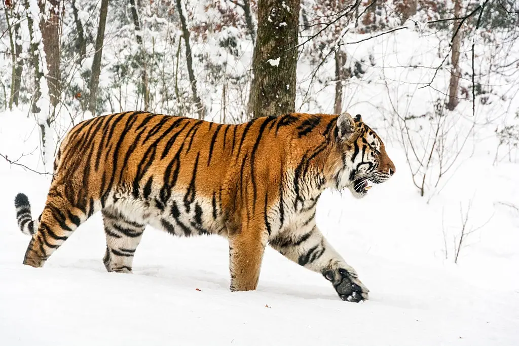 Siberian Tiger walking in snow