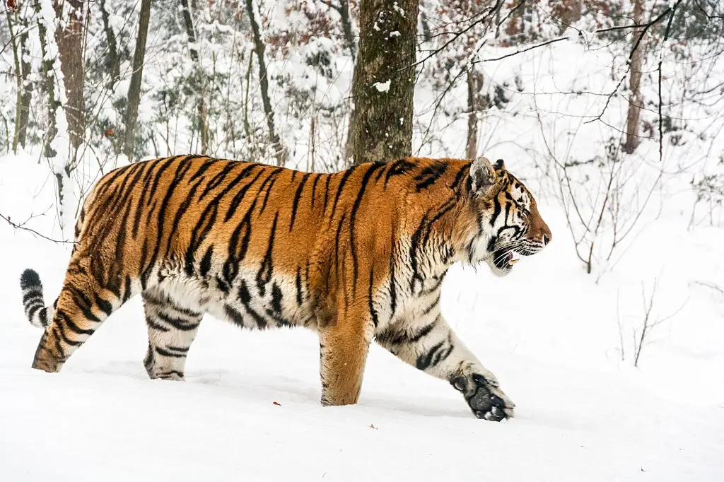 siberian tiger size comparison to human