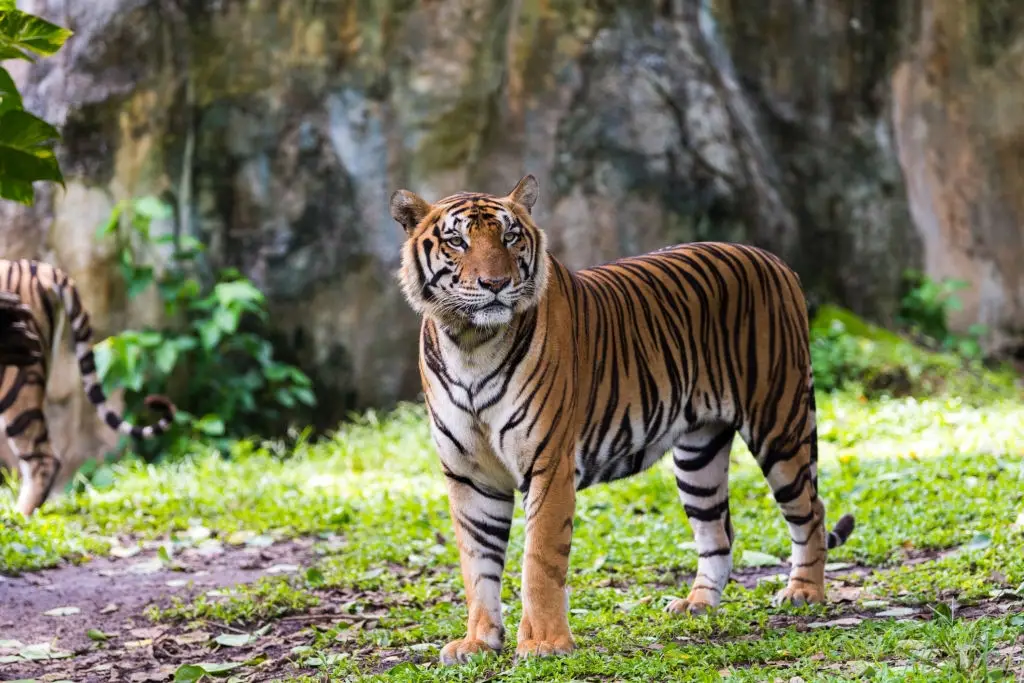 Bengal Tiger Facts  India Wildlife Guide