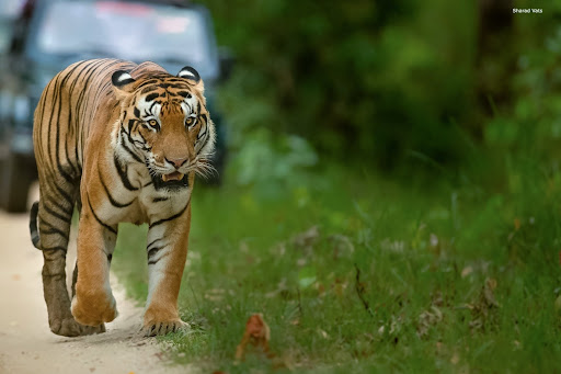 tiger safari in india post covid