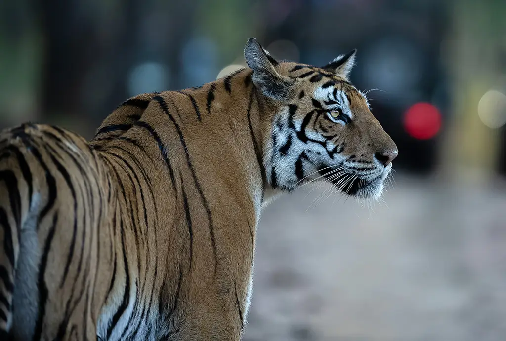 Siberian Tiger Vs Bengal Tiger