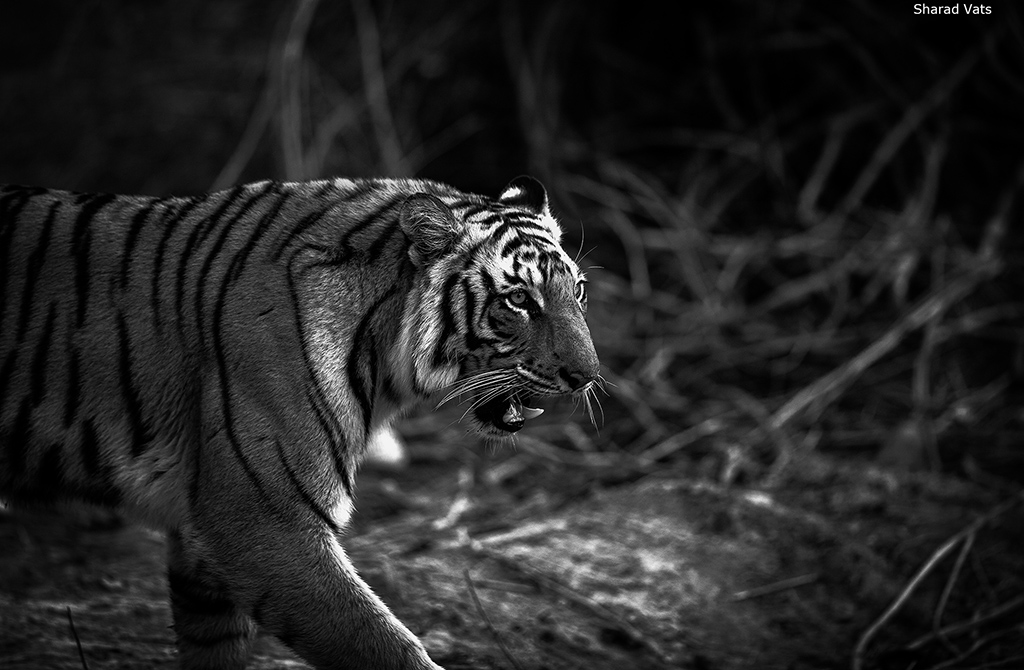dream of tiger safari in india