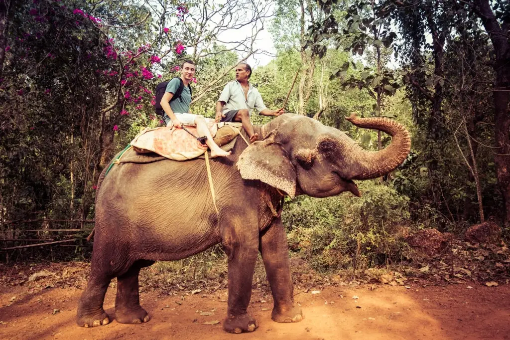 indian tiger safari on elephant