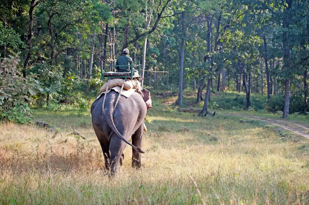 elephant back safari in india