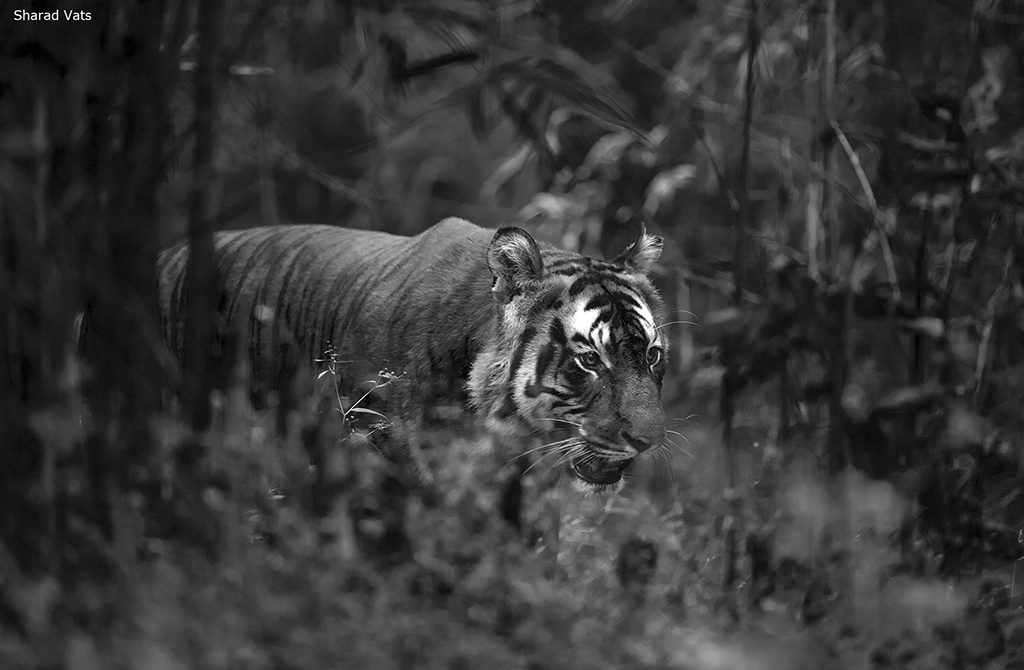 tiger sighting dream - tiger safari in india