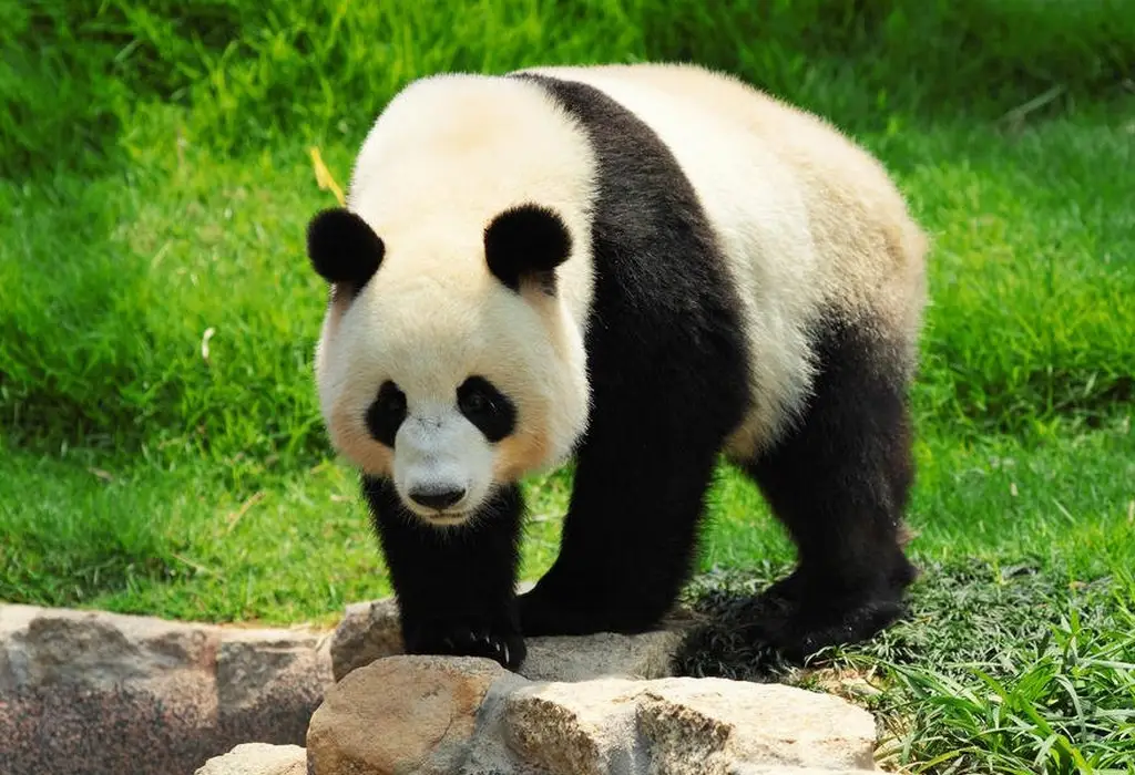 Kompetitív rés zseni giant panda scientific classification Megsérül