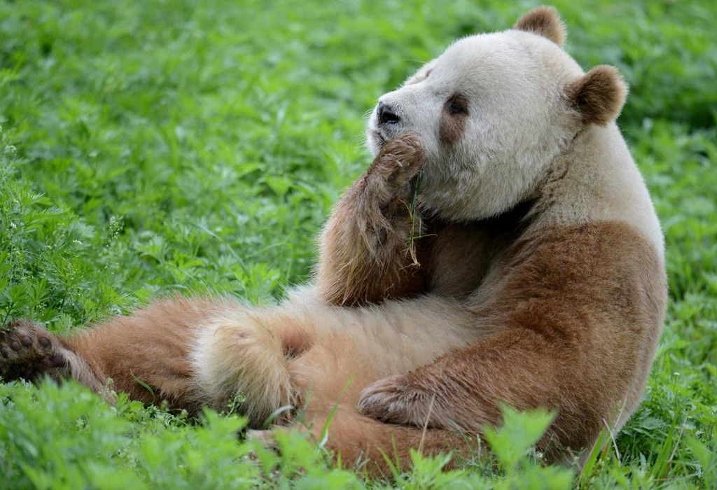 Quinling panda