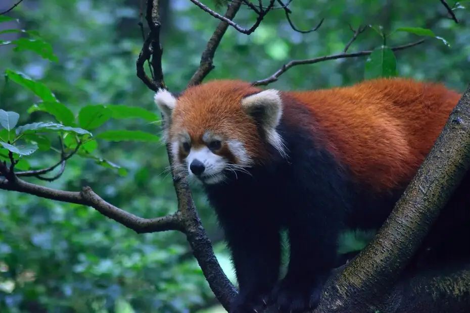 Different Species Of Pandas And Where To Find Them - Nature Safari India