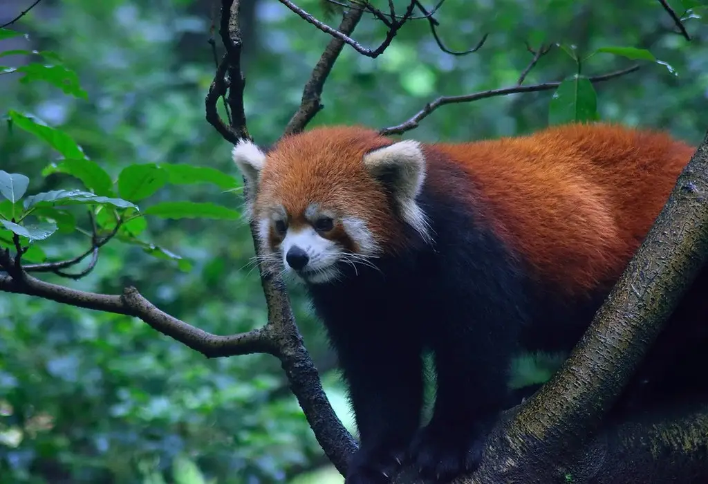 Different Species Of Pandas And Where To Find Them - Nature Safari