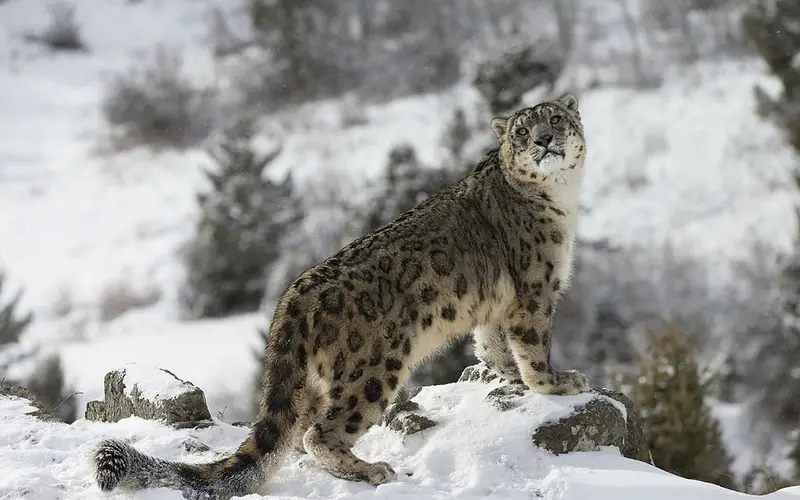 Snow Leopard Tour Leh Ulley 2