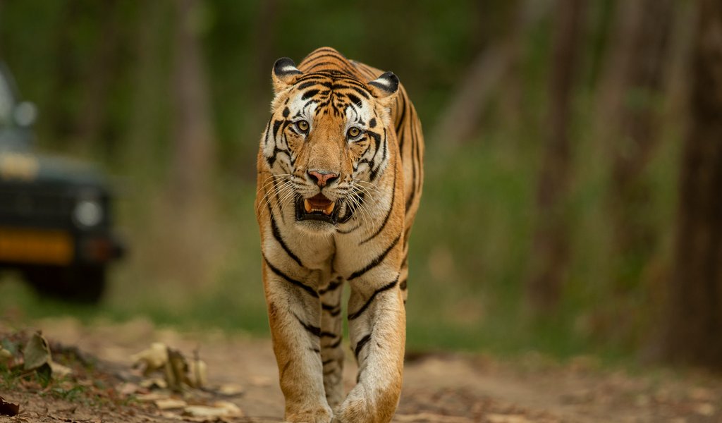 Safari in India: Meet the Royal Bengal Tiger