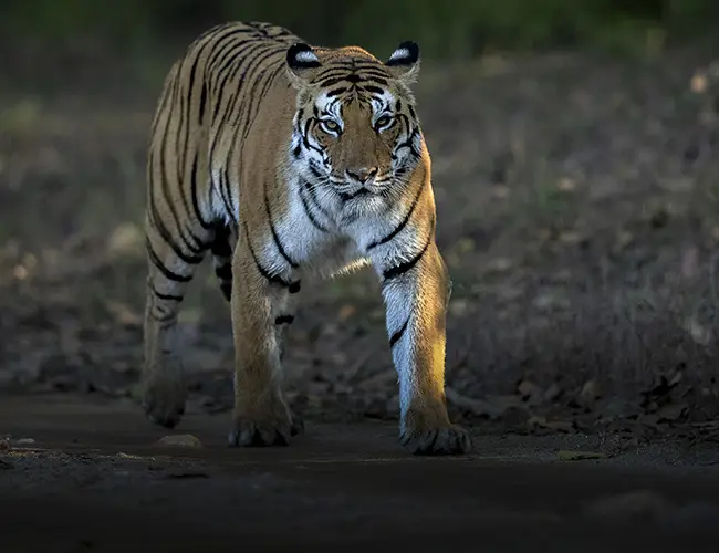 Bandhavgarh Kanha Pnch Tour