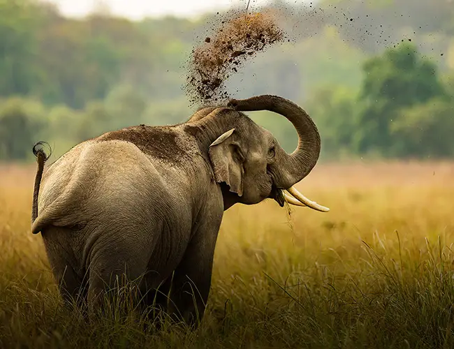 Corbett Dudhwa