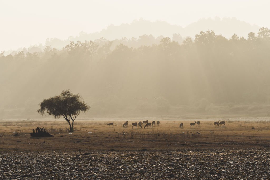 Velavdar Blackbuck National Park