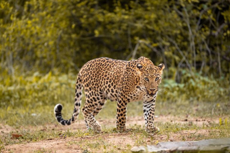 leopard at panna national park