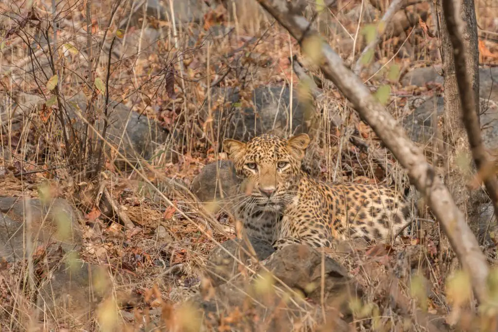 safari in pench national park
