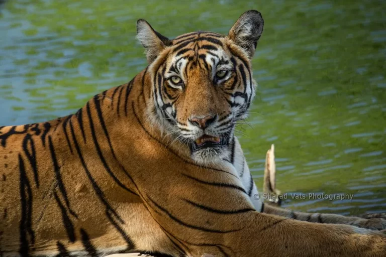 tiger safari in ranthambore