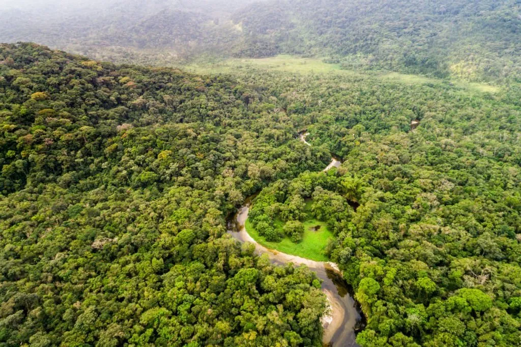 african forest range