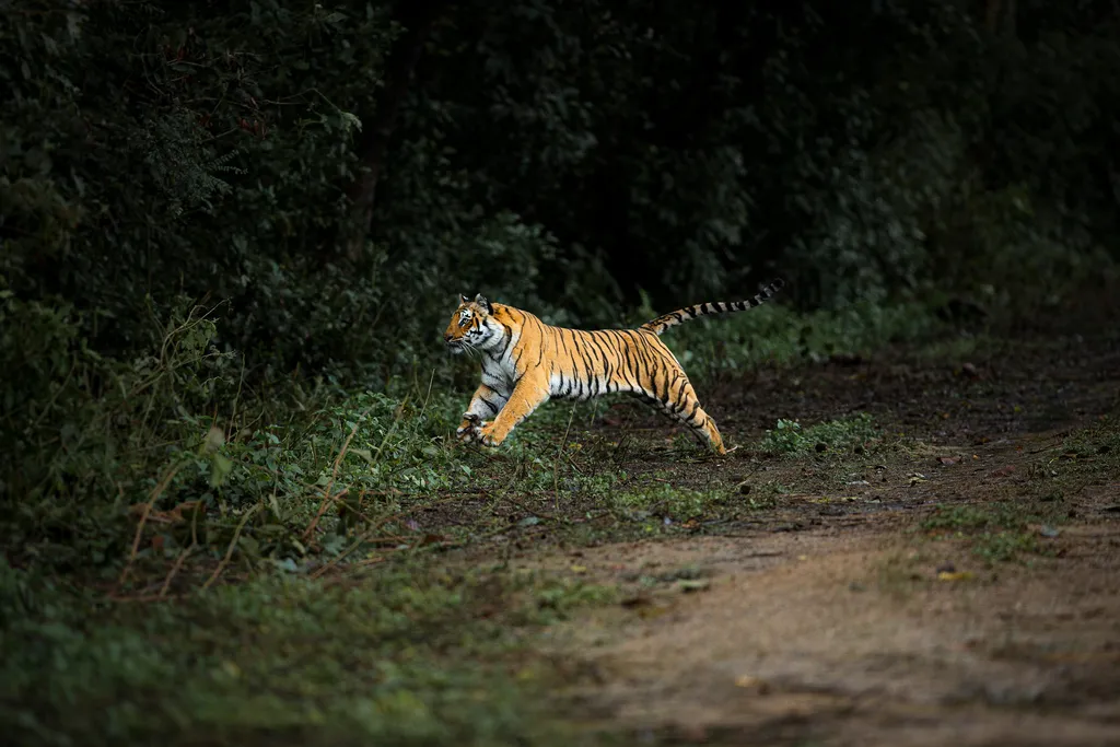 bengal tiger hunting in the wild