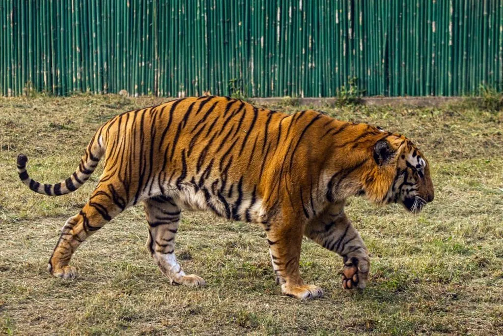 bengal tiger in zoo in India