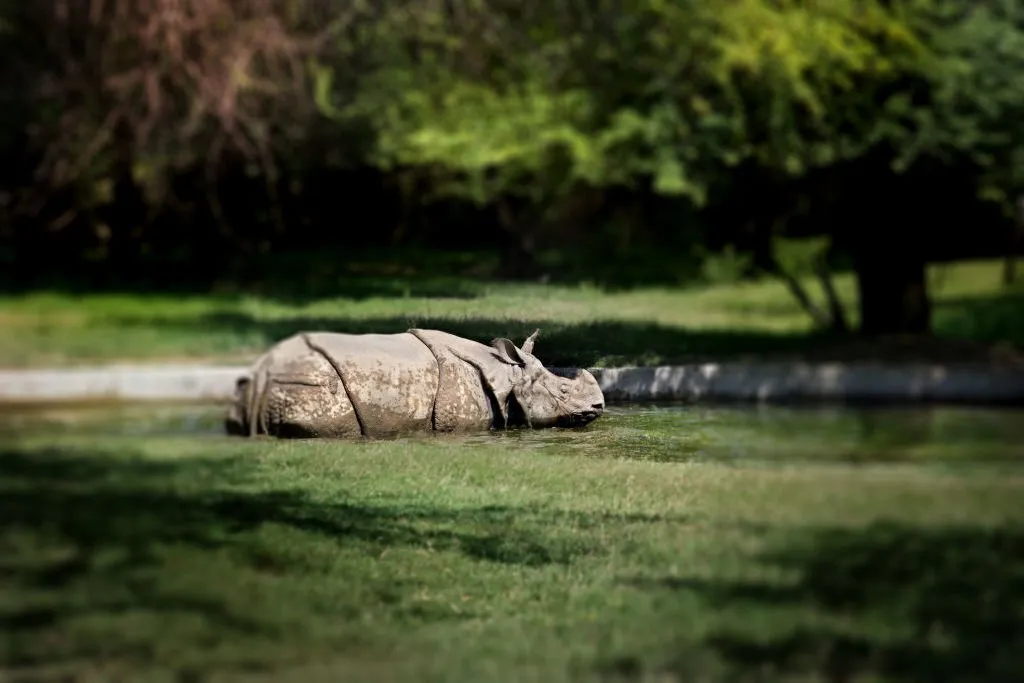 rhino in captivity zoo india