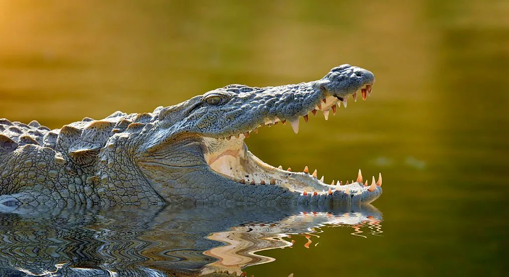 crocodile in water India