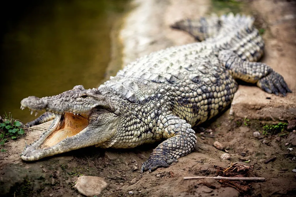 crocodile vs alligator vs gharial