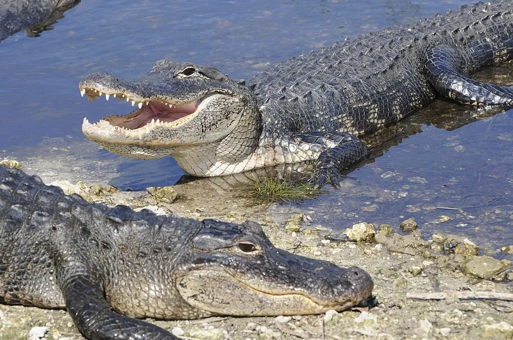 differences between crocodile alligator and gharial