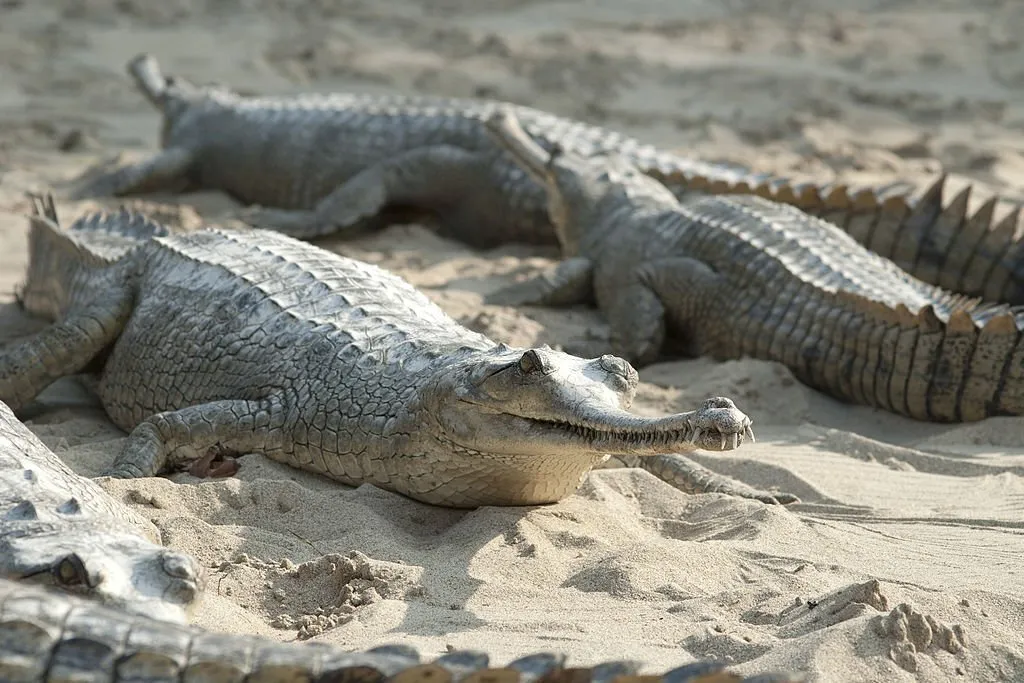 The differences between Crocodile, Alligator and Gharial