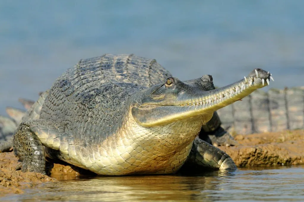 The Difference Between An Alligator And A Crocodile