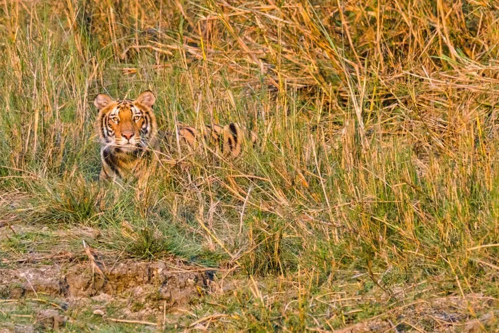 drone surveillance of indian jungle