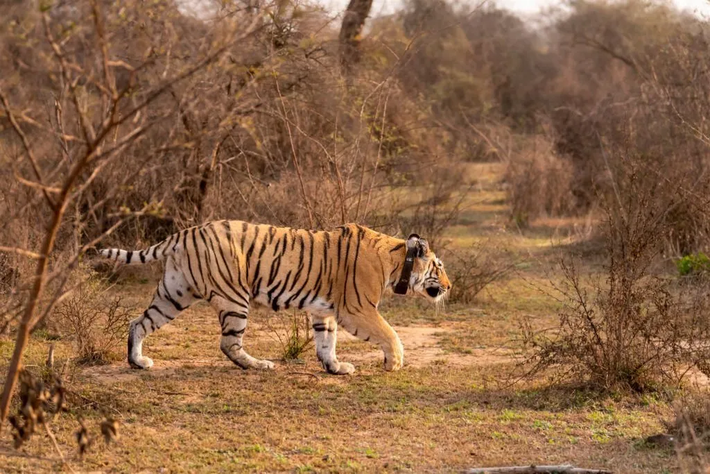 How Technology is Helping to Monitor Bengal Tiger Population in India