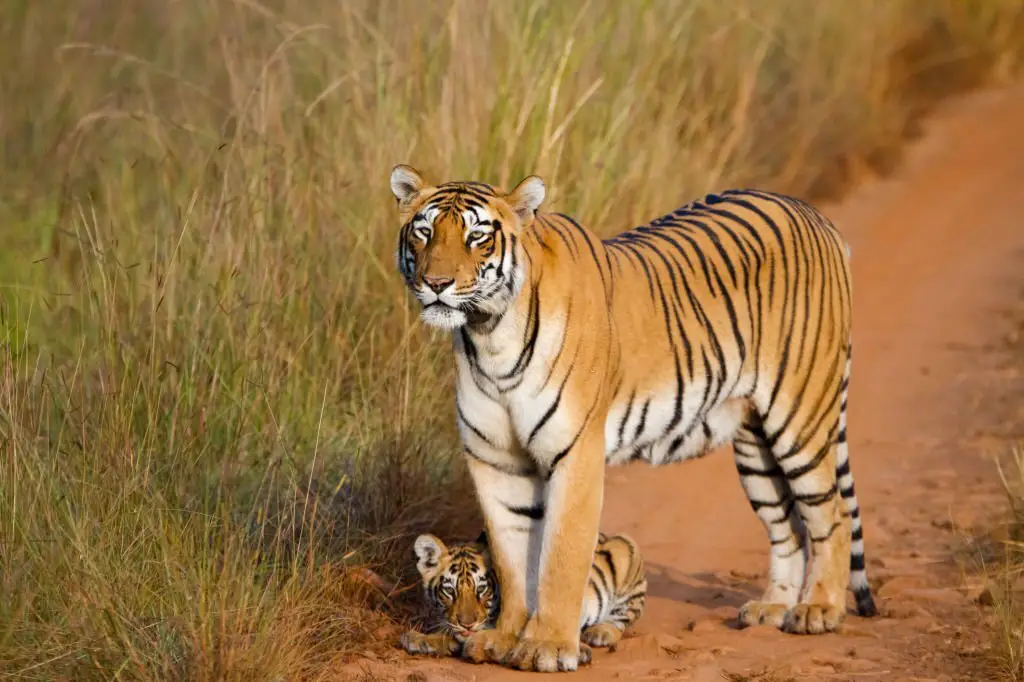 Life Cycle of Bengal Tiger - Birth, Adult, Territory, Death