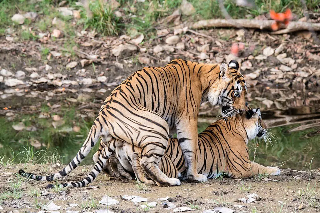 bengal tigers mating in kanha national park