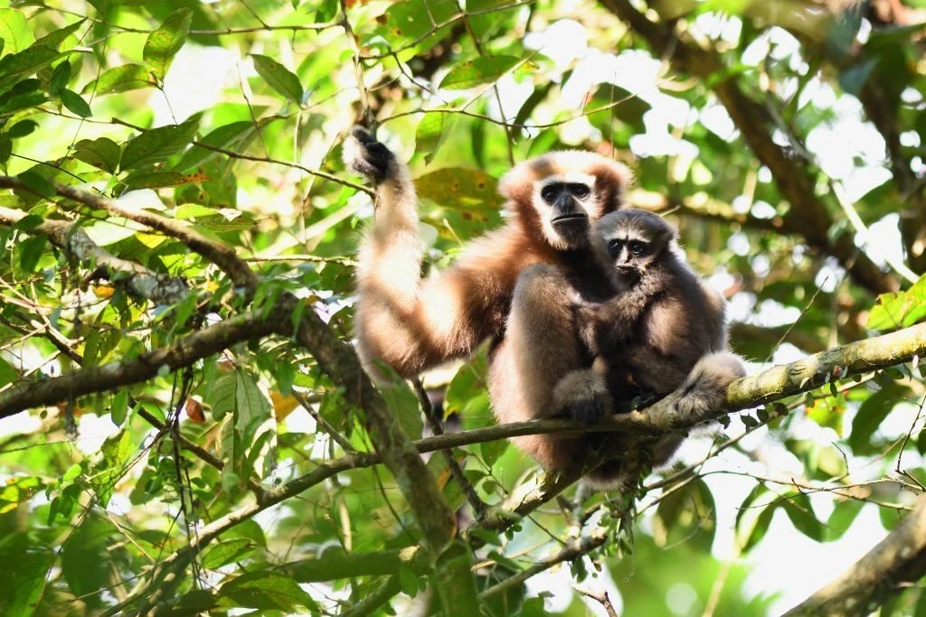 hoolock gibbon and baby hoolock sitting on tree in india